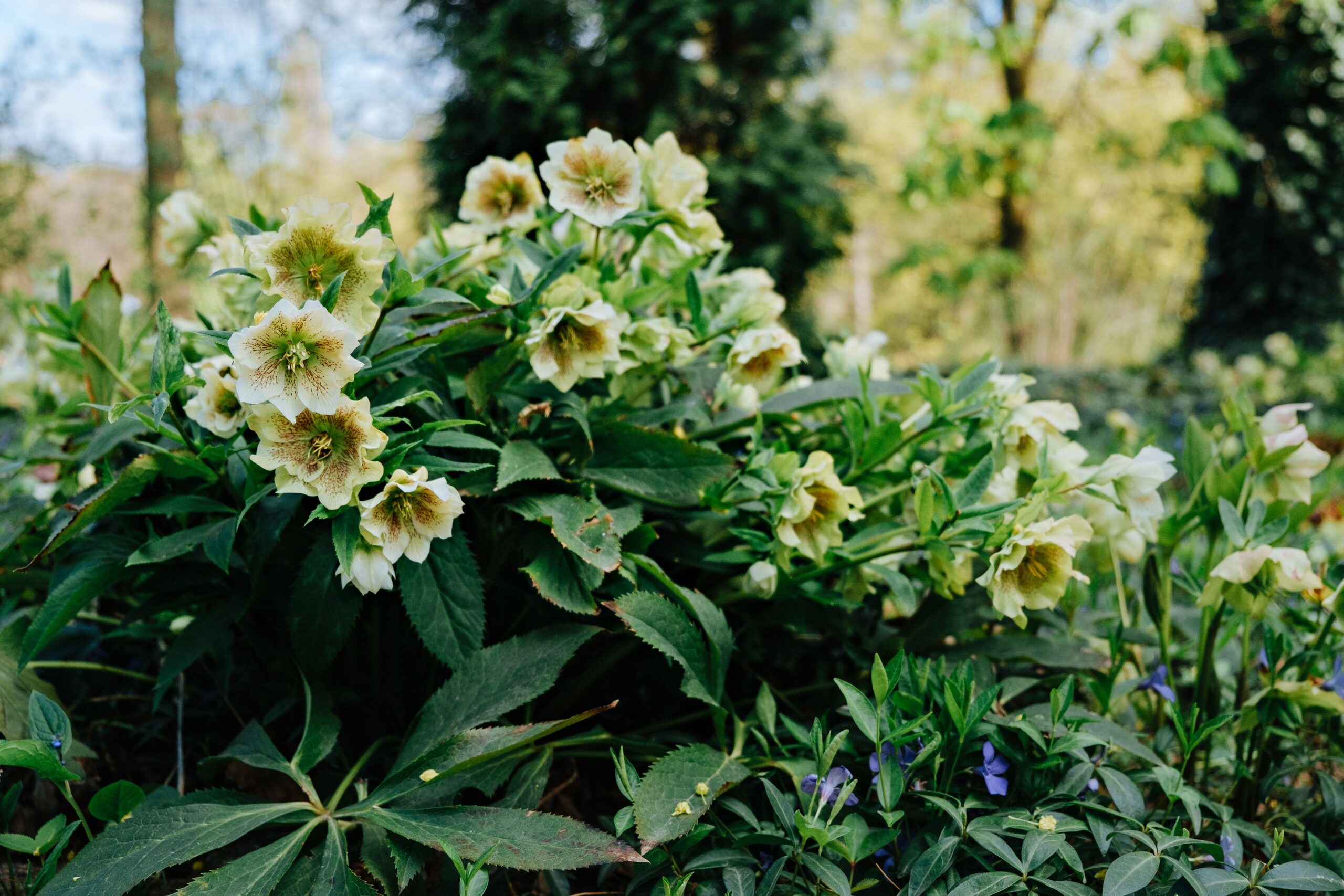 pexels filirovska 8259637